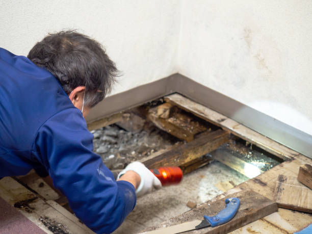 Best Water Damage Restoration  in Rhinelander, WI