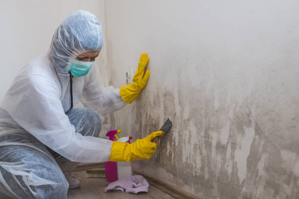 Best Mold Removal Company Near Me  in Rhinelander, WI