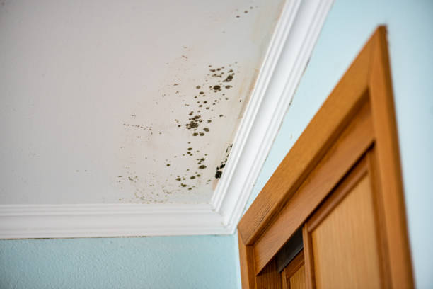 Best Commercial Mold Removal  in Rhinelander, WI