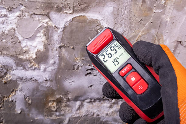 Best Same-Day Mold Removal  in Rhinelander, WI