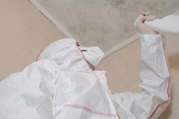 Best Professional Mold Removal  in Rhinelander, WI