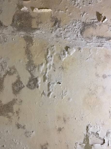 Best Mold Damage Repair  in Rhinelander, WI