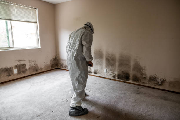 Office Mold Removal Services in Rhinelander, WI