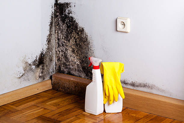 Best Certified Mold Removal  in Rhinelander, WI