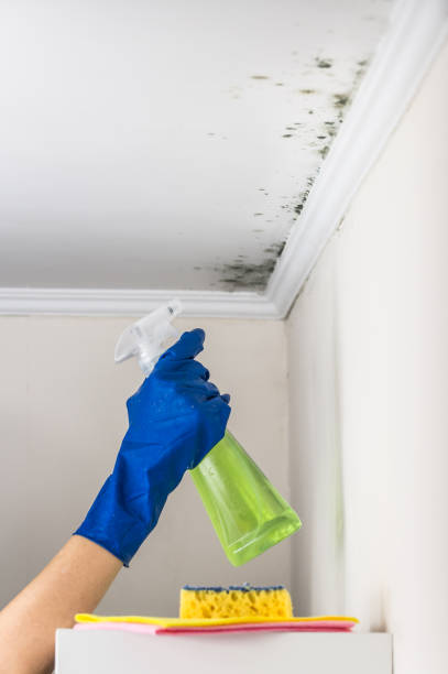 Best Emergency Mold Removal  in Rhinelander, WI