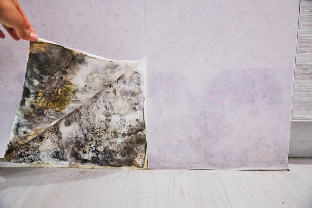 Best Mold Cleaning Services  in Rhinelander, WI